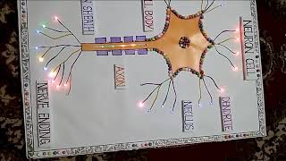 Neuron Cell Working Model [upl. by Abigail]