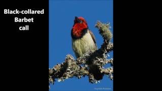 Black collared Barbet call [upl. by Benni]