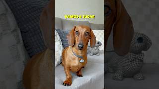 La de mi mamÃ¡ es tortita ðŸ˜‚ðŸ’– shorts perrosalchicha reels viral perros doglover dogshorts [upl. by Hgielrahc633]