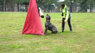 La Onda  Scandifio Damian Cane Corso Schutzhund I Protection Training 03282010 [upl. by Eupheemia]