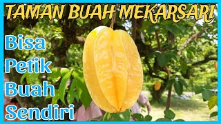 Bisa Petik Buah Sendiri di TAMAN BUAH MEKARSARI [upl. by Garretson]