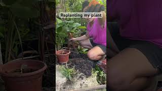 replanting my homalomena plant 🌱 gardening plants contentcreator [upl. by Nade]