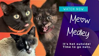 Moody Meow Medley WujiKitty meow medley funnycats [upl. by Dustie]