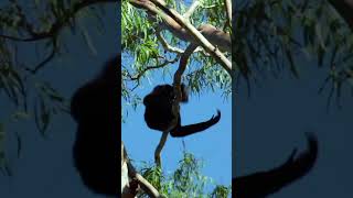 Gibbon Monkey Calling Sounds Northern WhiteCheeked Gibbon Sound Nomascus Leucogenys Sounds [upl. by Snevets201]