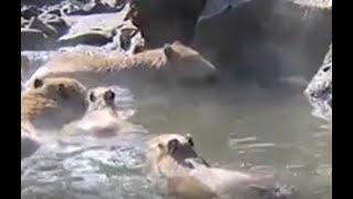 Capybaras enjoy hot spring in Japan  CCTV English [upl. by Bertasi]