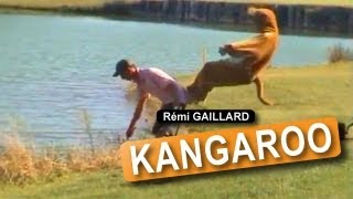 KANGAROO REMI GAILLARD [upl. by Goerke]