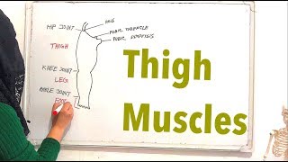 Thigh muscles  Lower limb muscles anatomy [upl. by Aklim]