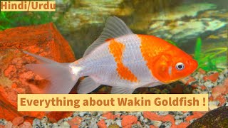 Everything about wakin goldfish  Hindi amp Urdu  Origin  Diet  Care  Tank mates [upl. by Gnek329]