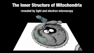 Organization of cristae in yeast mitochondria [upl. by Dnarb]