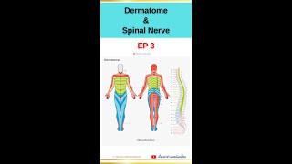 Dermatome and Spinal Nerve EP3 dermatome spinalnerve anatomy orthopedics เส้นประสาทไขสันหลัง [upl. by Jeminah422]