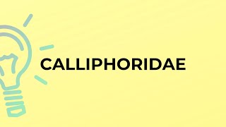 What is the meaning of the word CALLIPHORIDAE [upl. by Yoo290]