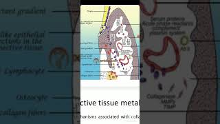 Periodontal Pocket Pathogenesis [upl. by Pollock]