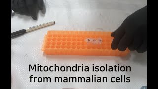 Mitochondria isolation from mammalian cells [upl. by Yojenitsirk]