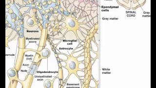 Ependymal cells 2 [upl. by Navi]