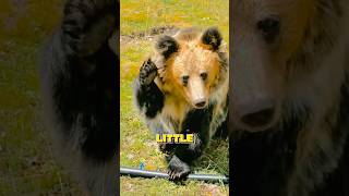 A brown bear that salutes animals healing bear cute funny shortvideo shorts [upl. by Areit]