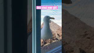 This seagull tried to swoop in on my date with a mermaid named lizzieallyn travel vacation [upl. by Gee]