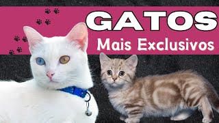 Os Gatos Mais Exclusivos do Planeta [upl. by Whitcomb]