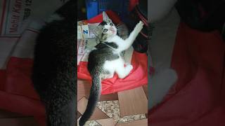 My cat is buggering shorts cat animals catlover cute [upl. by Enaj]