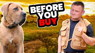 Is the SOUTH AFRICAN BOERBOEL Right for You [upl. by Aerdnwahs]