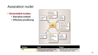 Thalamus Association Nuclei [upl. by Eirised]