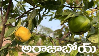 ARAZABOI FRUIT  AADHYA EXOTICS  9290909559 [upl. by Ramirol]