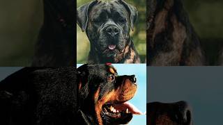 CANE CORSO VS ROTTWEILER [upl. by Boote]