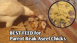 Parrot Beak Aseel Chicks ko Starter Feed Khilaya [upl. by Wind]