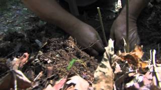 How to dig ginseng quotAppalAsian Ginsengquot [upl. by Silvers795]