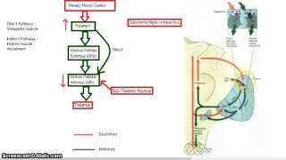 The Basal Ganglia  Direct and Indirect Pathway [upl. by Lavella]