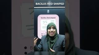 Bacillus Unveiling the RodShaped Bacteria [upl. by Alida]