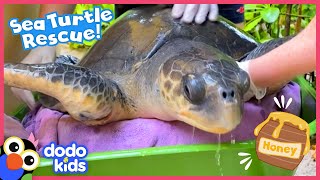 How Will Rescuers Use HONEY To Save This Sea Turtle  Rescued  Dodo Kids [upl. by Ayhtin]