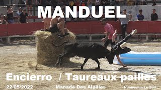 MANDUELEncierroTaureaux pailles22052022Des Alpilles [upl. by Engud576]