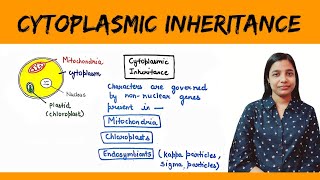 Cytoplasmic inheritance  Maternal Inheritance  Maternal Effect [upl. by Raquela576]