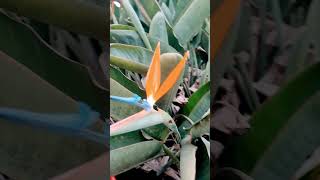 Strelitzia reginae birds of paradise paradise flowers southafrica botany gardening plants [upl. by Domela]