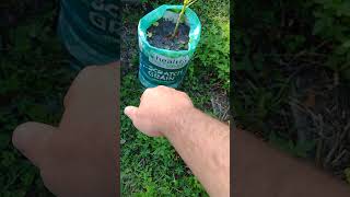 I turn the chicken feedbag into a recycled planter put my cubanelle pepper plant in it [upl. by Renferd]