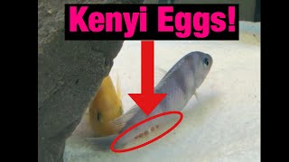 Kenyi Mbuna Cichlids Breeding [upl. by Assilav454]