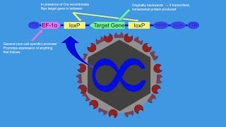 CreLox Optogenetics and the Brain Reward System [upl. by Htiaf]