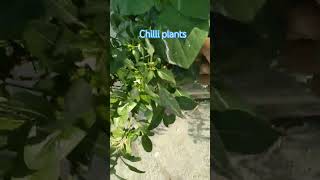 Chilli 🌶 plants care tips shortvideo homegarding youtubeshorts gardenplants shorts [upl. by Anivle724]