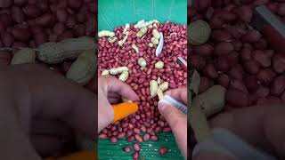 A good helper for peeling peanuts 👍🏻 satisfying [upl. by Sansen]