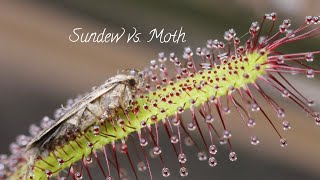 Sundew Vs Moth [upl. by Mcnair]