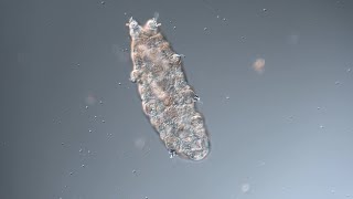 Rehydrating a tardigrade back to life [upl. by Dare]