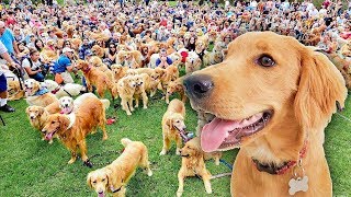 Golden Retriever Sets World Record for largest meetup caught on tape [upl. by Loss751]