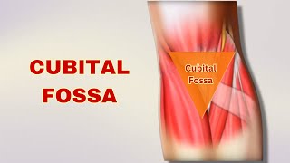 Cubital Fossa Explained Anatomy Boundaries Contents  Doctor Speaks [upl. by Bender]