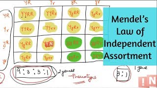 Mendel’s Law of Independent Assortment  Mendel’s Laws of Inheritance Part III [upl. by Neyut]