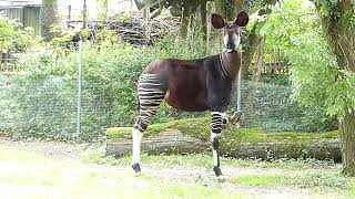 Vacker Okapi Okapi at Copenhagen Zoo Okapia johnstoni Zoologisk Have København [upl. by Rodoeht]