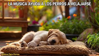 🐶Música para DEJAR PERROS SOLOS EN CASA 💛 MUSICOTERAPIA Musica Relajante Para Perros Inquietos [upl. by Jaal821]