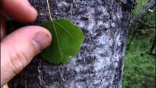 MyNature Apps Identifying Quaking Aspen Populus tremuloides [upl. by Mavis434]