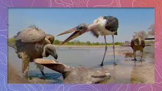 Marabou Stork Battles Ruppells Vultures Over Kudu Carcass [upl. by Jeniece938]