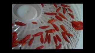 How To Make Crushed Dried Red Tobasco Peppers  Cajun Style [upl. by Gervase]