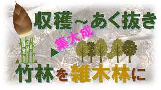 【竹林を雑木林に】⑫タケノコ収穫～あく抜き [upl. by Ahto]